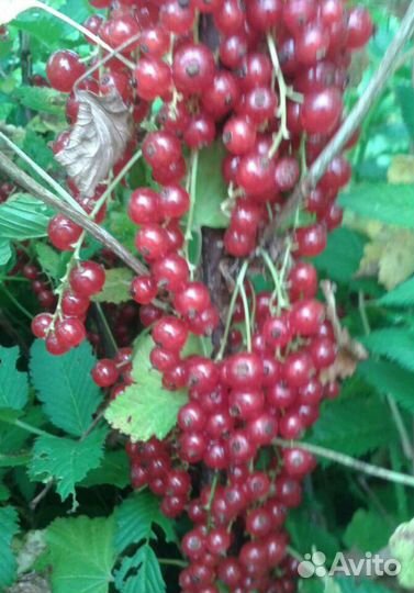 Саженцы клубники, смородины, крыжовника,йошта