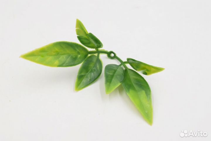 Зелень, соцветия, листы, кусты, срез, букеты, ветк