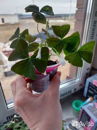 Оксалис - кислица цветущая