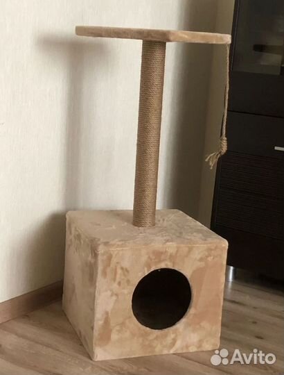 Кошка в дар бесплатно