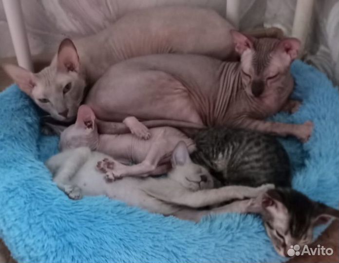 Котята Петерболд