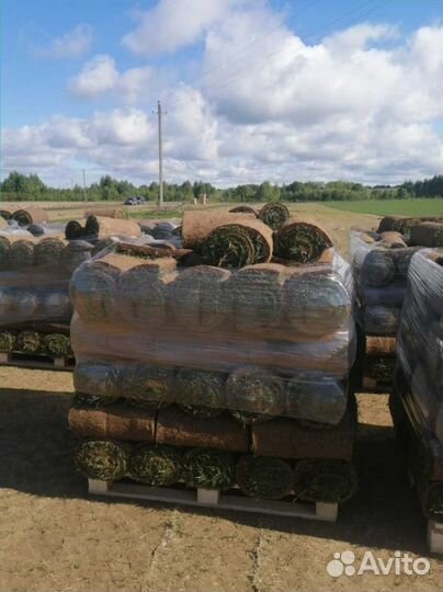 Рулонный газон, элитные травосмеси