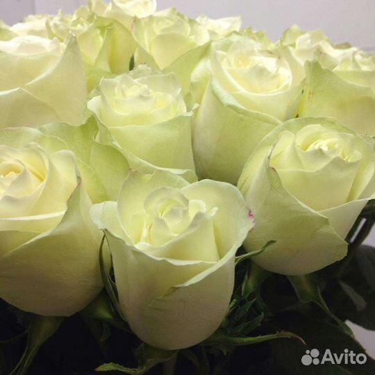Букет белых роз 35 штук 70 см