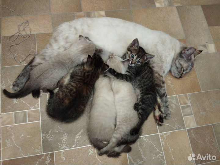 Котята