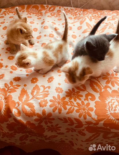Котята отдам бесплатно