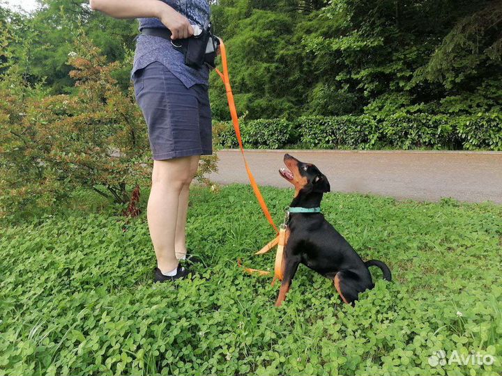 Немецкий пинчер щенки