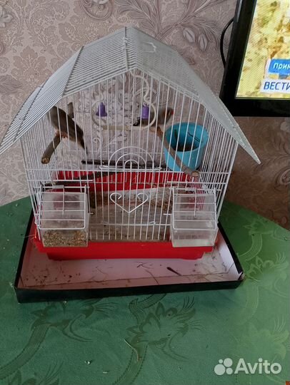 Зебровые амадины