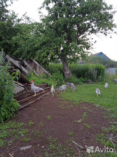 Молодые петушки