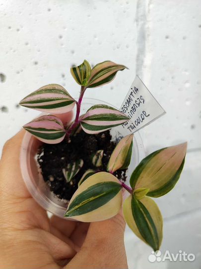 Традесканция роза триколор