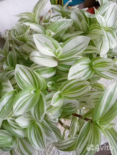 Традесканция цветок комнатный