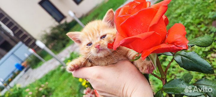 Отдаются котята бесплатно