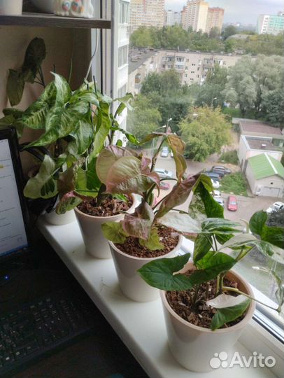 Комнатные растения