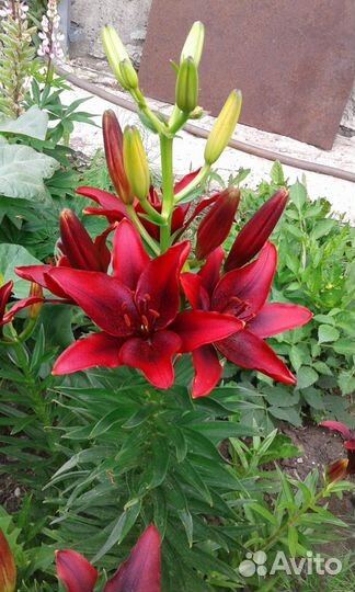 Цветы многолетние