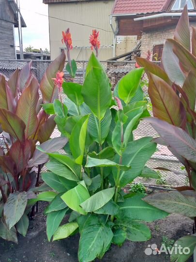 Канны (чёрный лист)