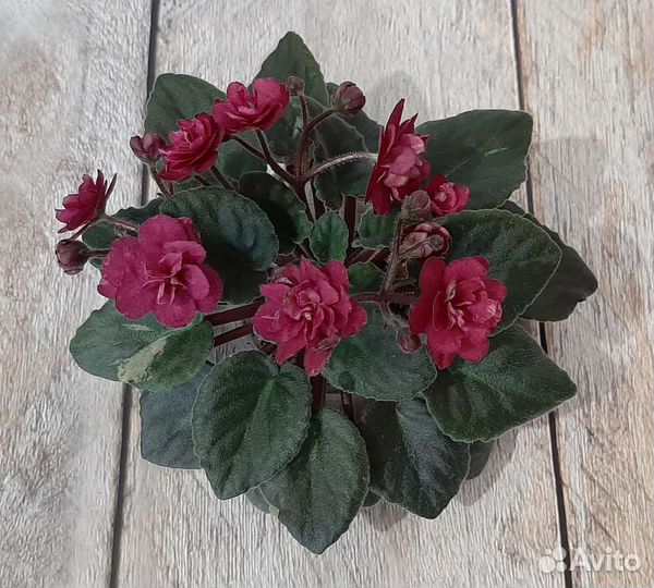 Фиалка мини и полумини