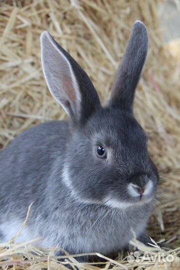 Кролики мясных пород