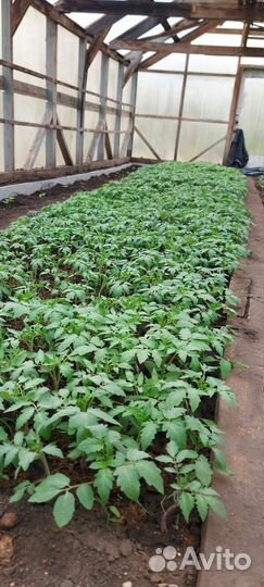 Рассада помидор