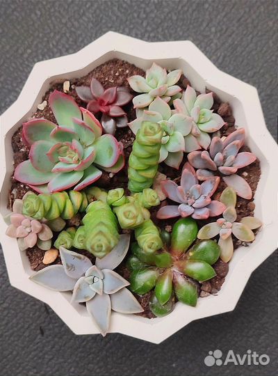 Флорариум из суккулентов. В наличии