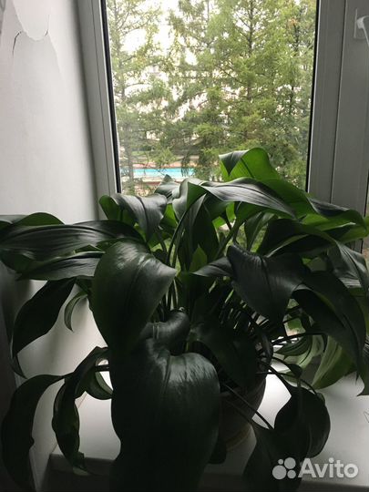 Эухарис амазонская лилия