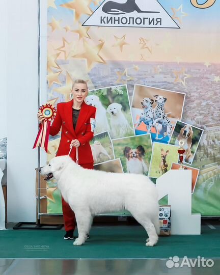 Услуги хендлера