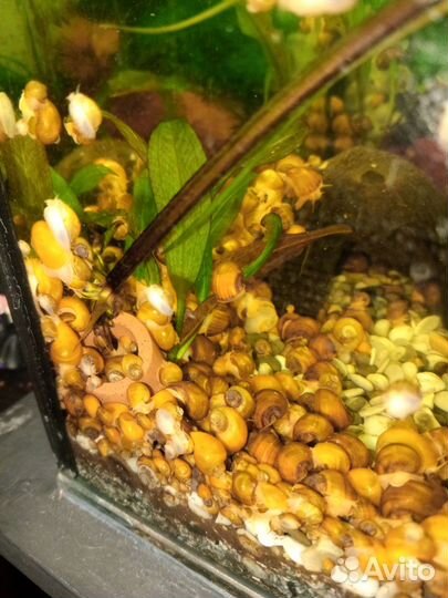 Улитки аквариумные ампулярии