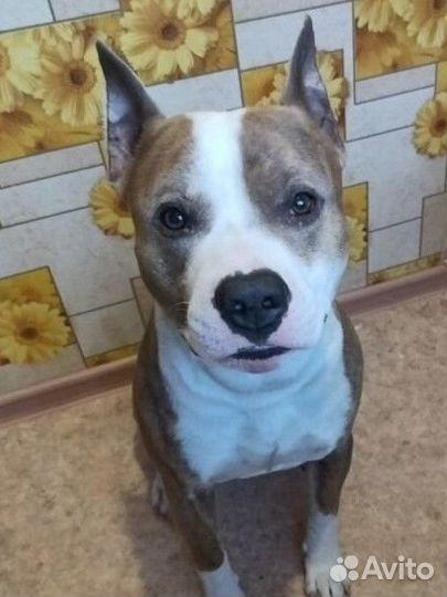 Отдам в добрые руки