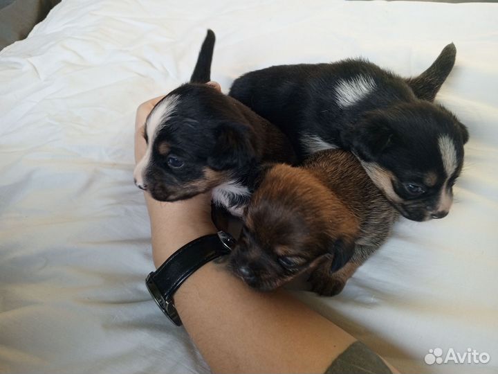 Мини тойчики