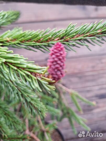 Ель инверса