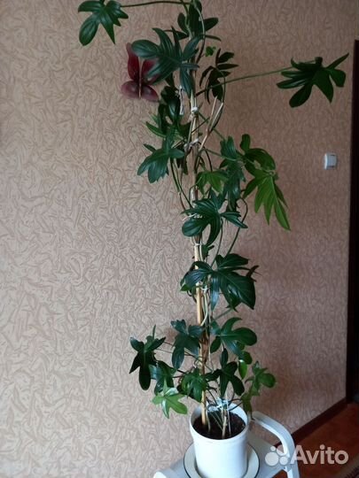 Филодендром гитаровидный