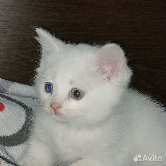 Турецкая ангора