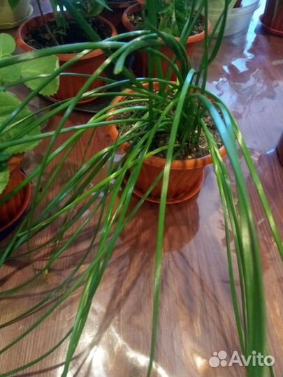 Цветы комнатные