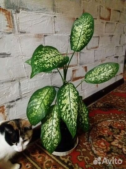 Цветы Диффенбахия