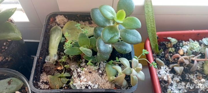 Горшочки с суккулентами