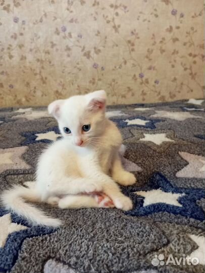 Вислоухий британец