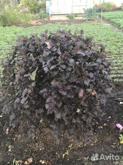 Саженцы пузыреплодник