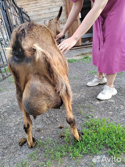 Альпийские козы