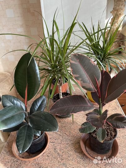 Фикусы черный принц, белиз, тинеке,кротон