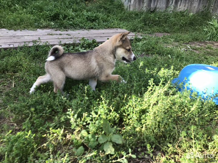 Щенки лайки