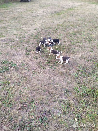 Щенки в добрые руки