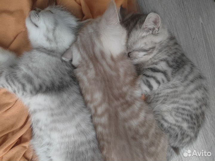 Британские котята