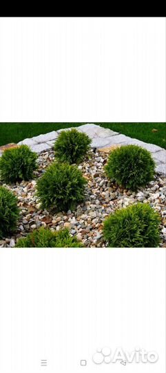 Туя шаровидная Хозери