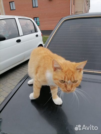 Отдам котика в добрые руки