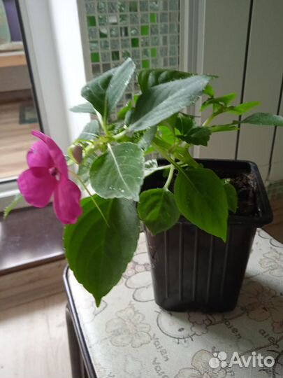 Бальзамин Виолет