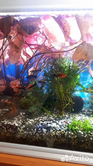 Аквариумные растения