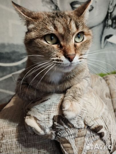 Самая ласковая кошка в мире Эш