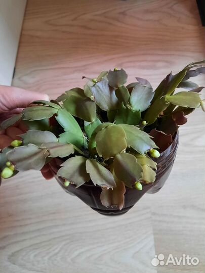 Декабрист белый