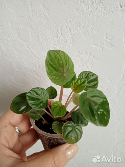 Пеперомия лилиан