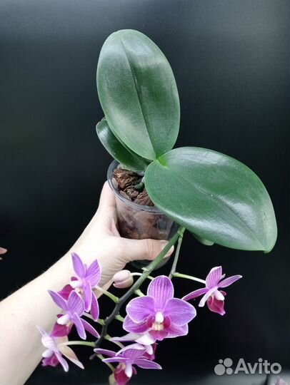 Орхидея фаленопсис