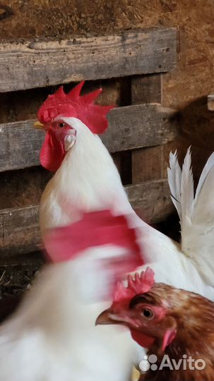 Петухи Ломан Браун, 2,5 года