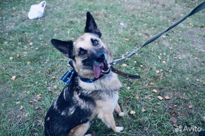 Собака всю жизнь за решеткой